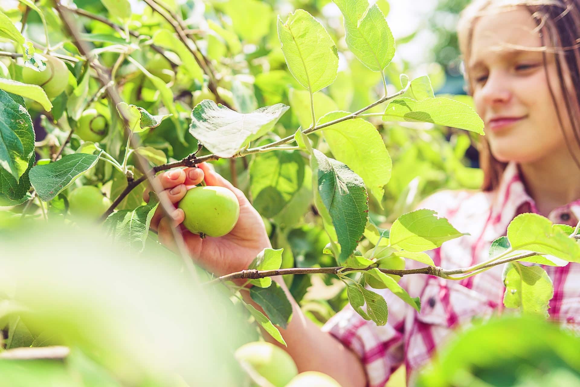 Les fruits et légumes d’été à manger sans modération